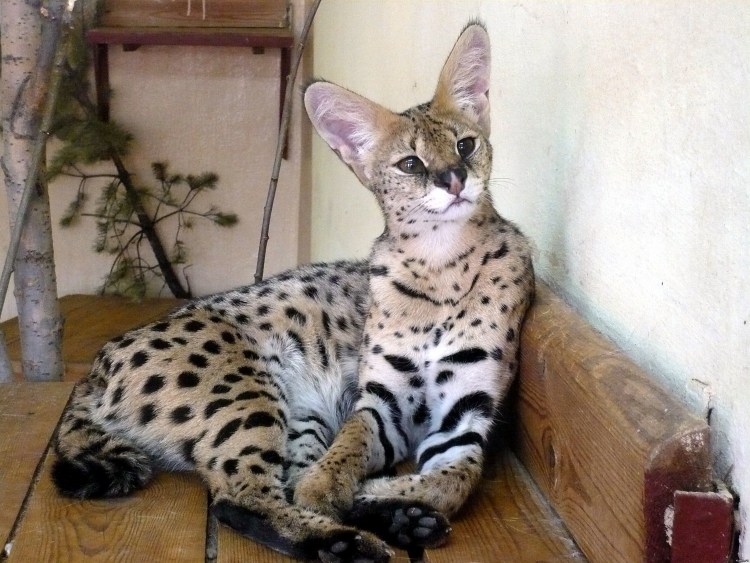 Кошка Саванна и сервал