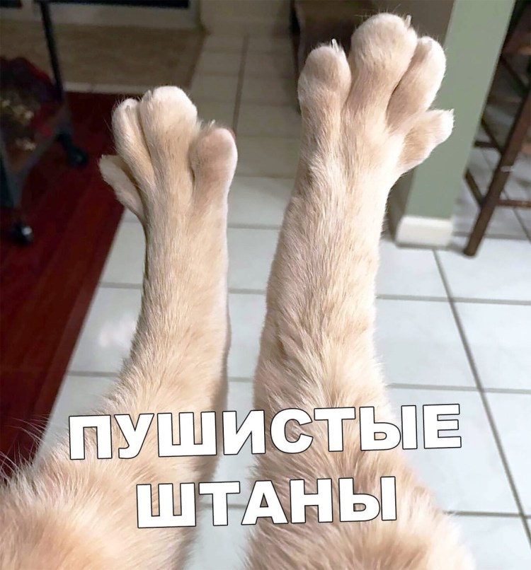 Полидактилия у Мейн кунов