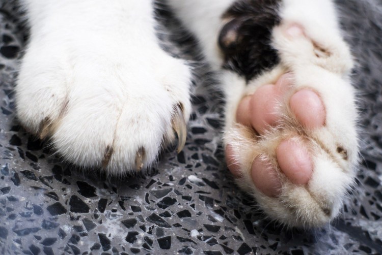 Наросты на подушечках лап у собак