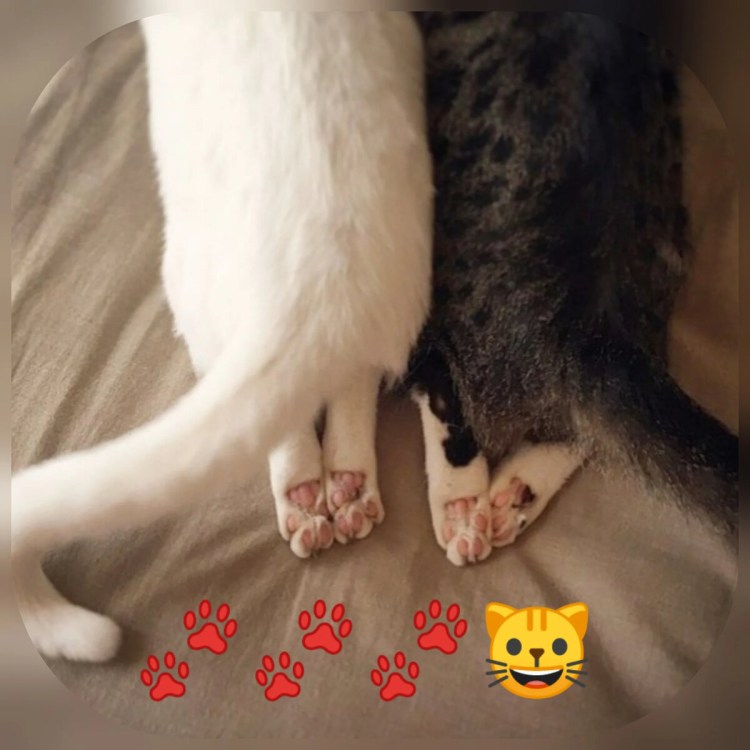 Лапки котят