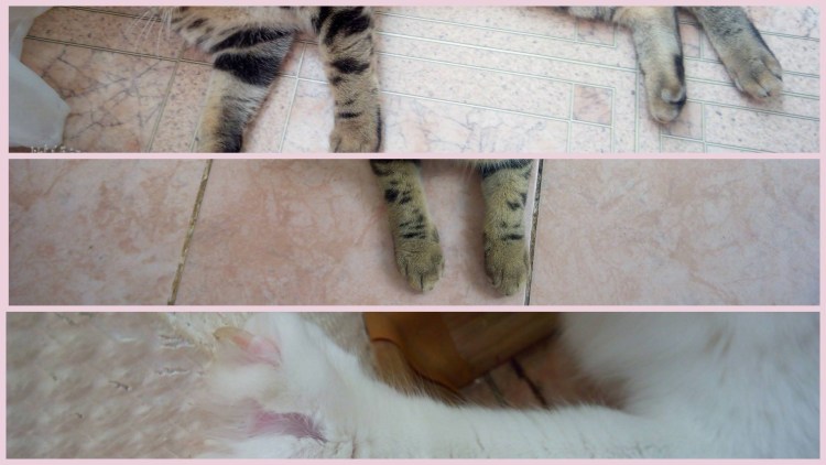 Кот у которого шесть пальцев