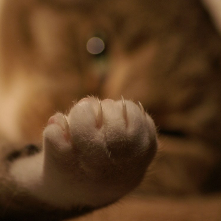 Вытянутые лапы кота