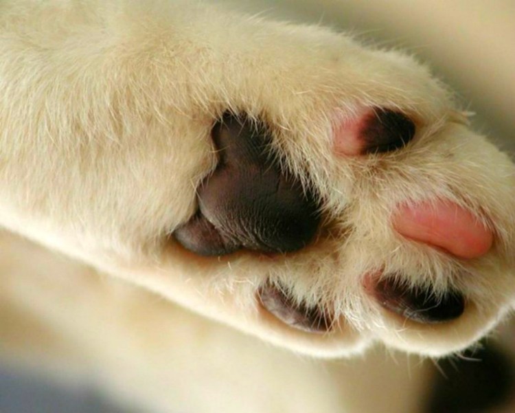 Подушечки лап у кошек