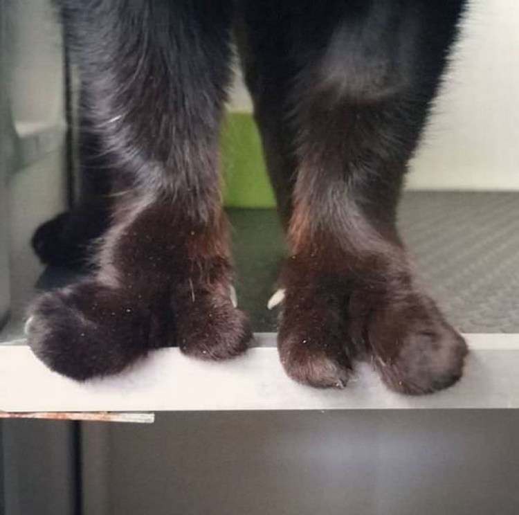 Пальцы у кошек на передних лапах