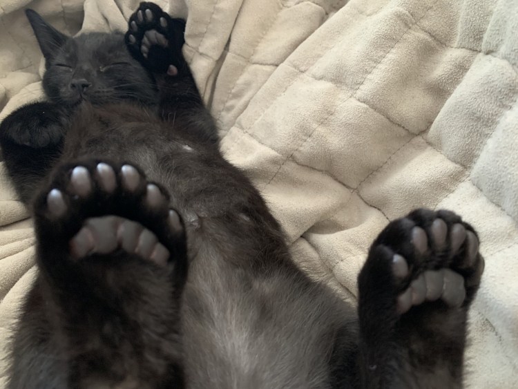 Дефектные лапки у котенка