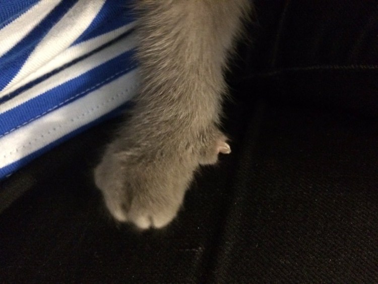 Анатомия костей передней лапы собаки