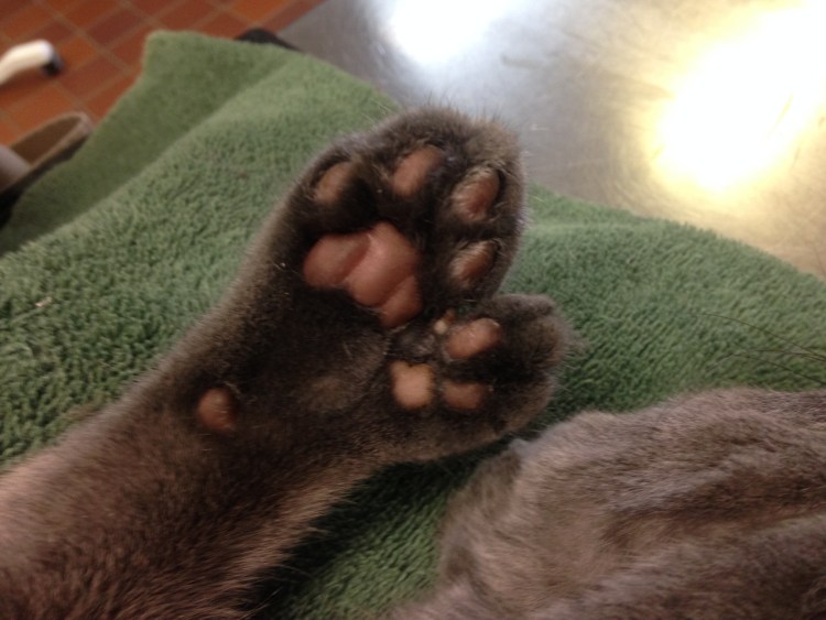 Нормальная Кошачья передняя лапа и полидактилия