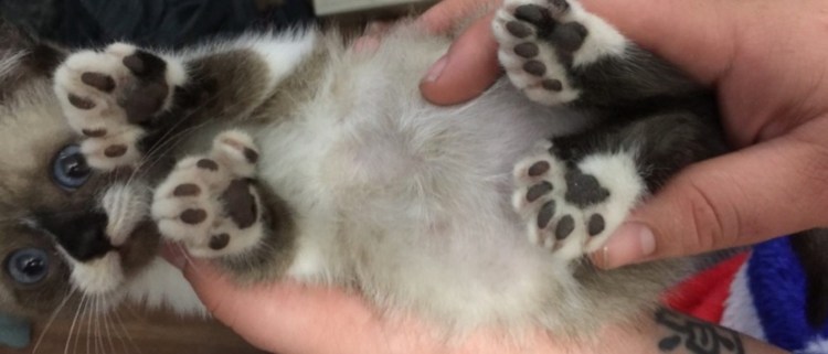 Полидактилия у кошек