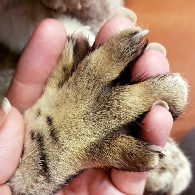 Кошачий коготь