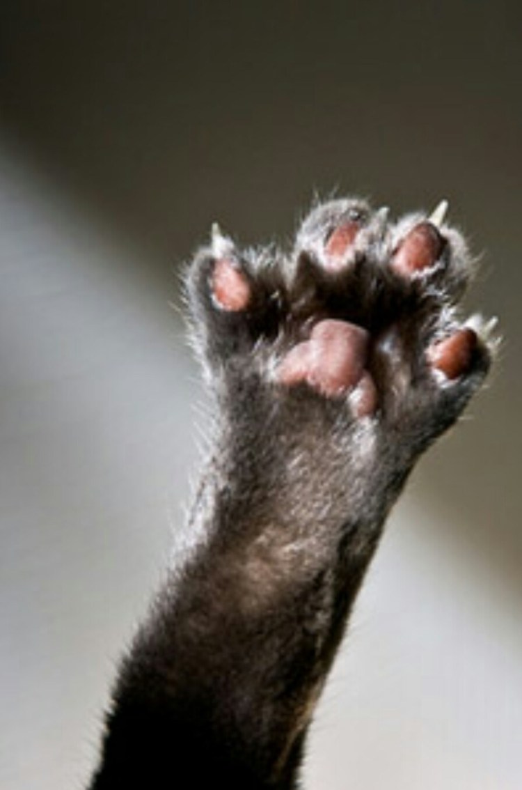 Подушечки на передних лапах у собак