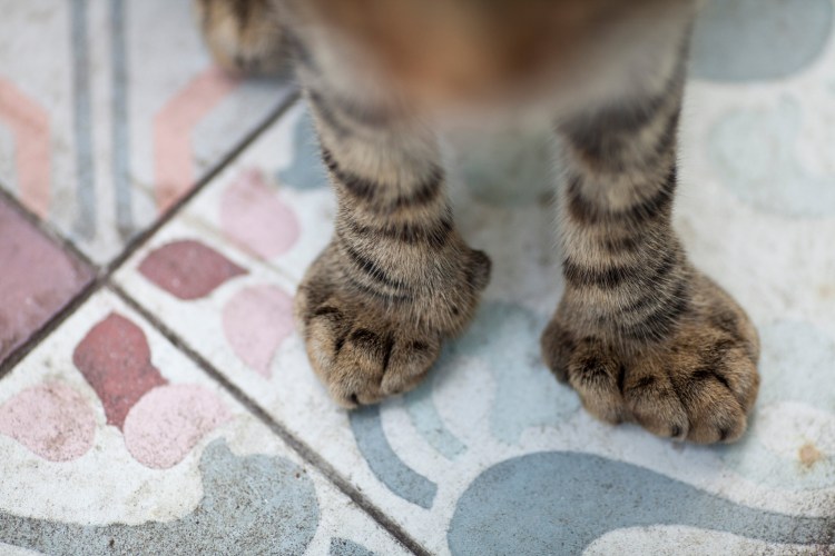 Лапы Koala задние