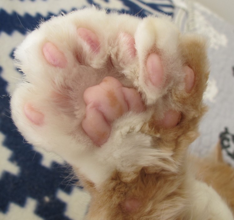 Шестипалый кот Эрнеста Хемингуэя