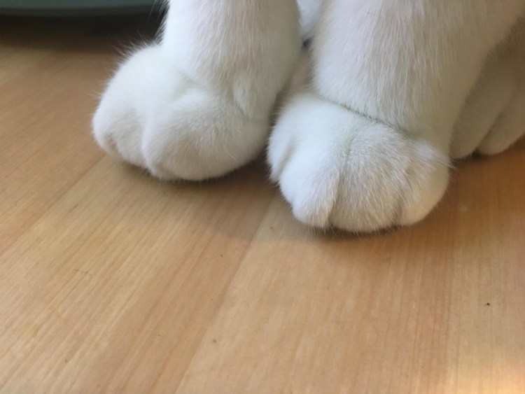 Строение подушечки лапы кота