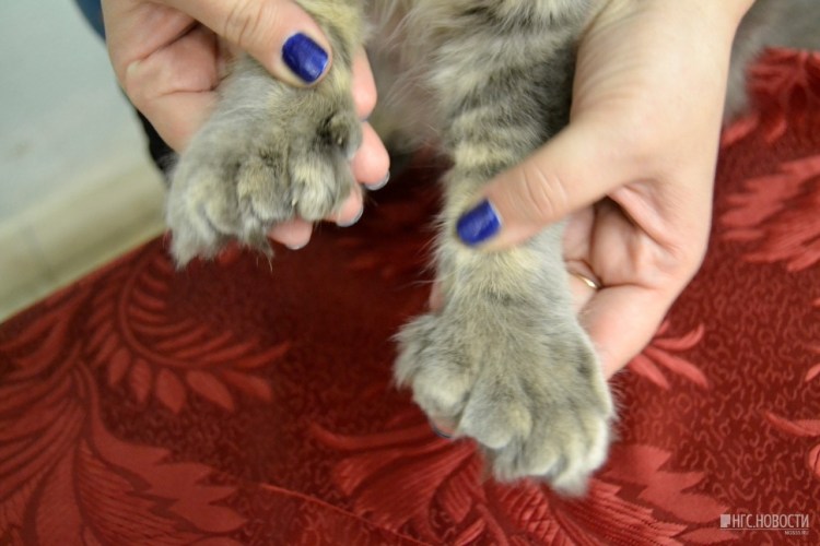 Стрижка когтей у собак