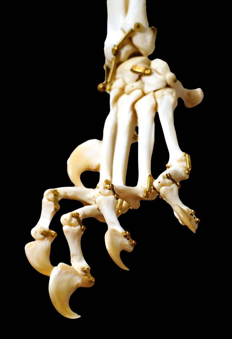 Строение кошачьей лапы