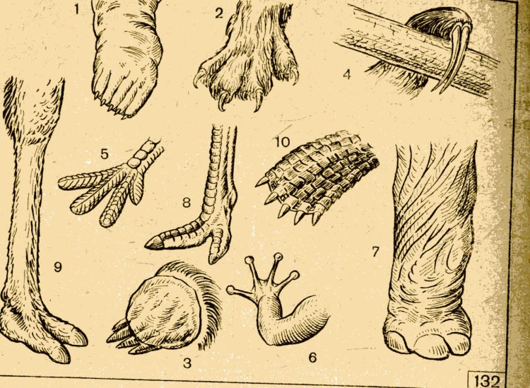 Строение лапы кошки