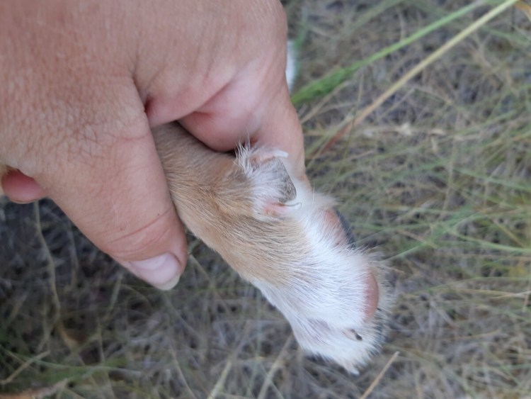 Американская Многопалая кошка