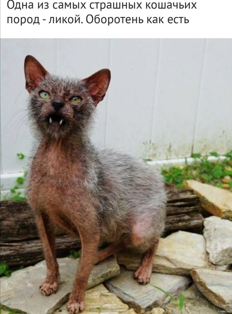 Кот Персидская шиншилла Вилфред