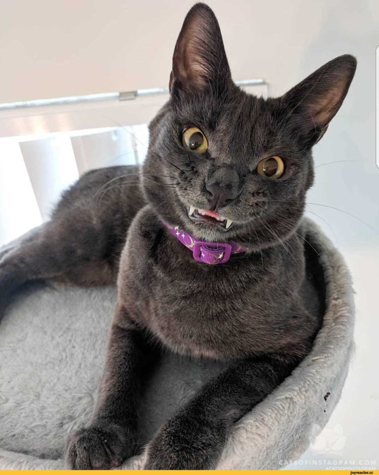 Коты породы Ликой