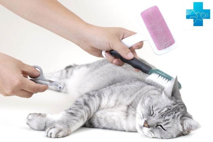 Для вычесывания шерсти у кошек