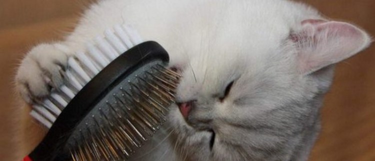 Расческа для британского кота