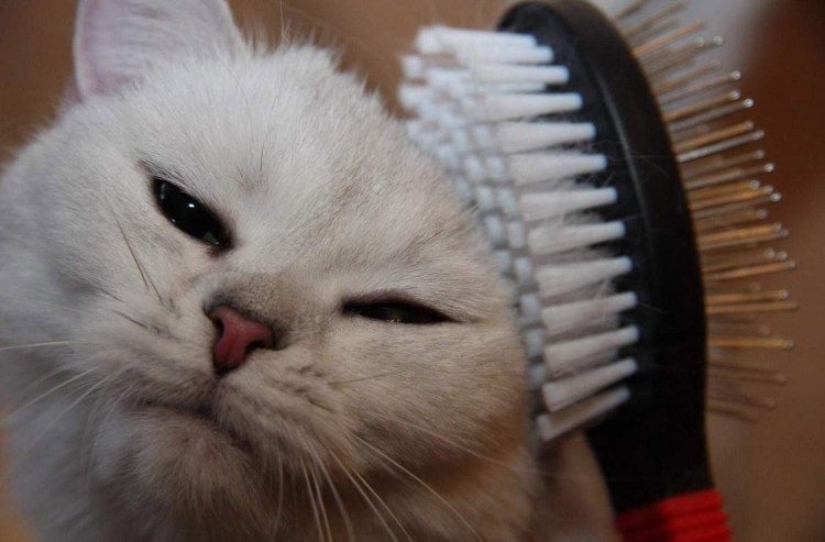 Вычесывание кошек