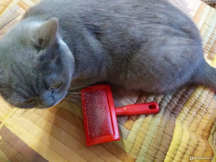 Расчески для кошек шотландцев