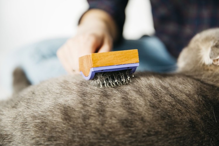 Вычесывание кошек