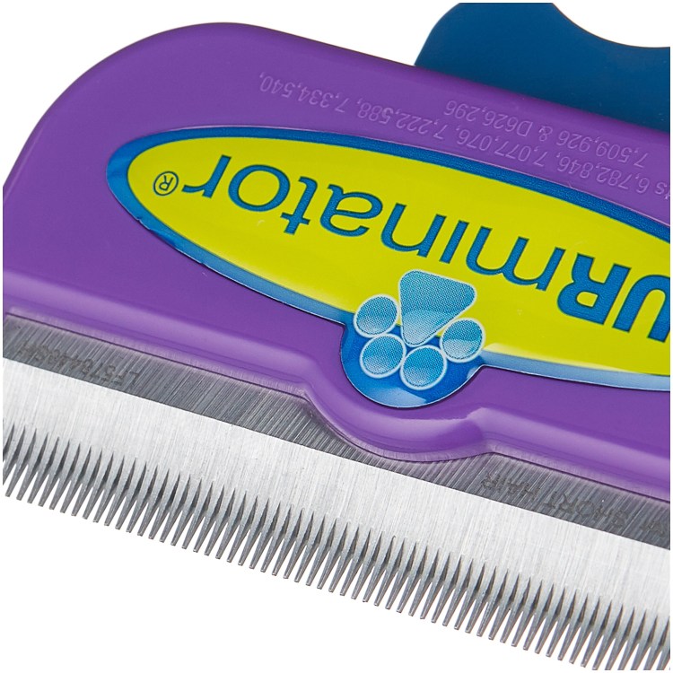 Британская шиншилла вычесывают