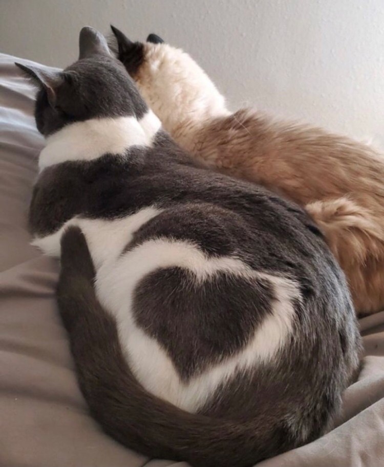 Кошки с сердечками на шерсти