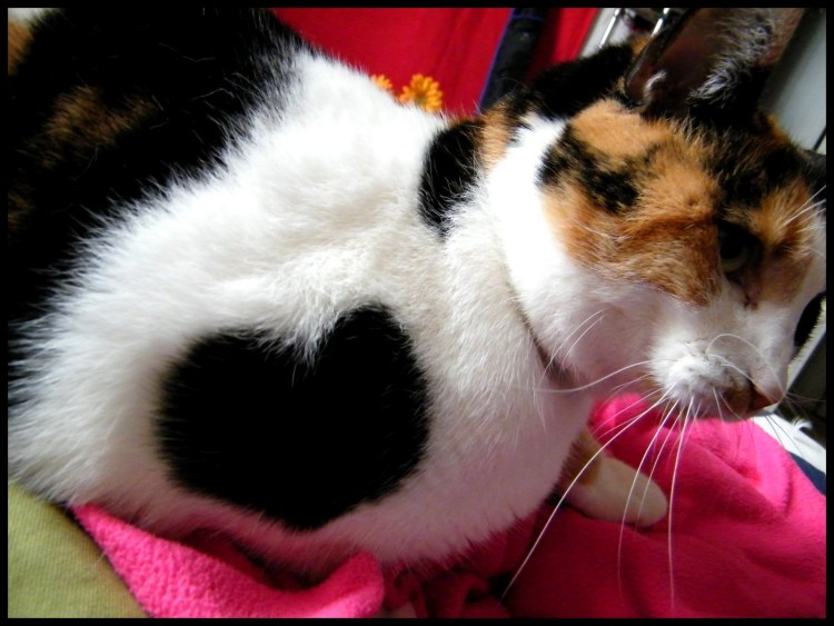 Хвост сердечком