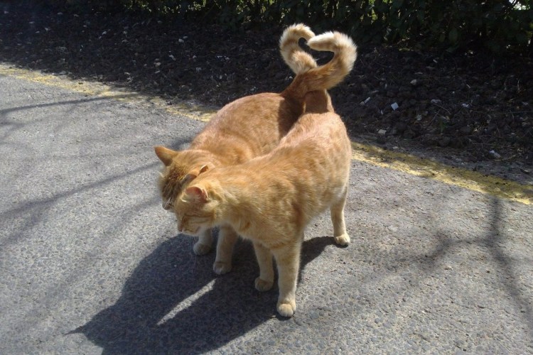 Коты обнимаются хвостами