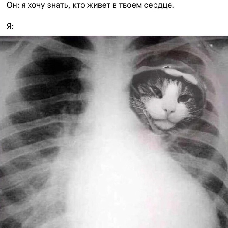 Как выглядит кошачье сердце