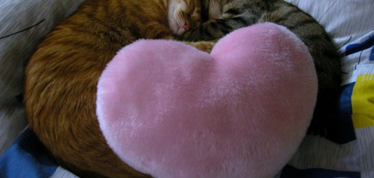 Кошки в виде сердца