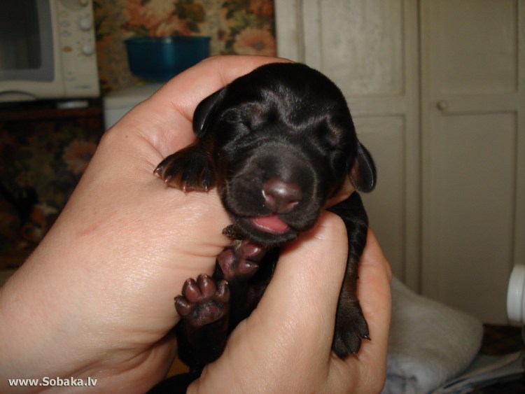Щенки добермана новорожденных