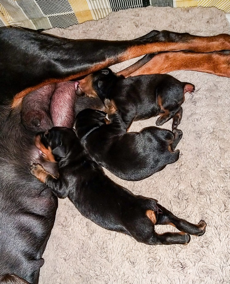 Новорождённые щенки добермана