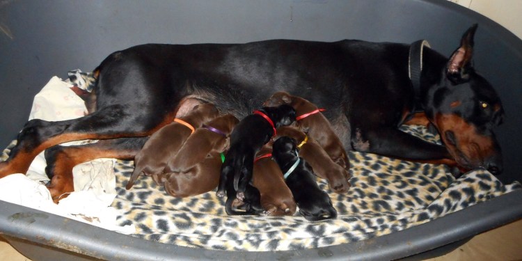 Новорождённые щенки добермана