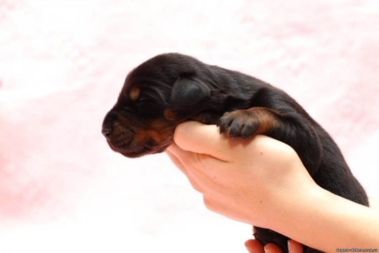 Доберман щенок новорожденный