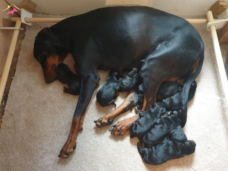 Новорожденные щенки добермана
