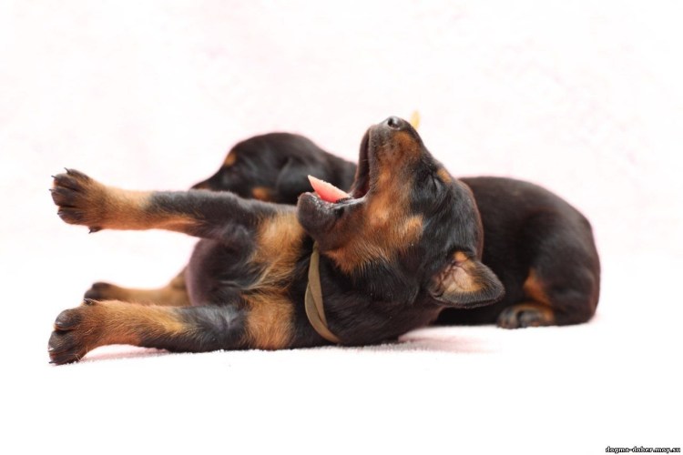 Доберман щенок новорожденный