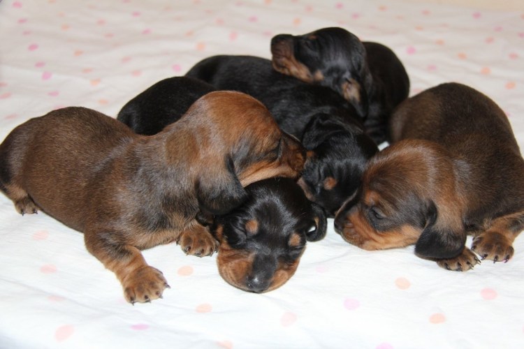 Щенок добермана в корзинке