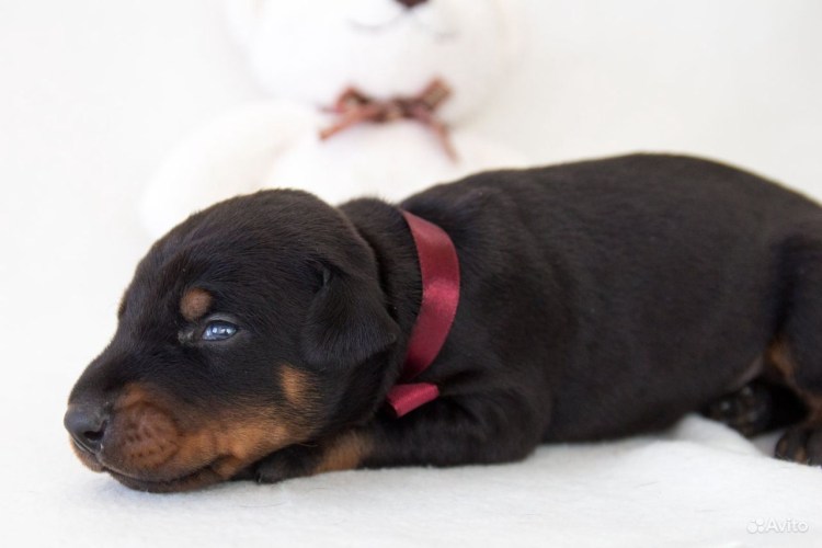 Доберман щенок младенец