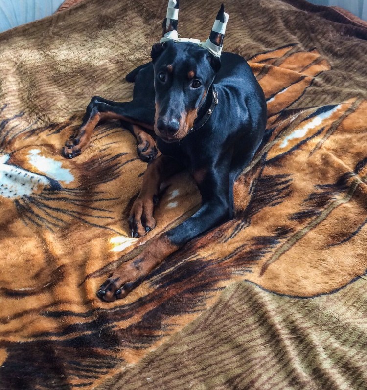 Доберман и дети