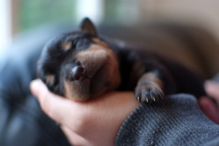 Доберман малыш