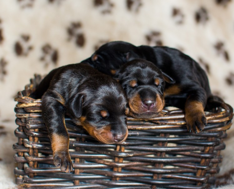 Доберман щенок милый
