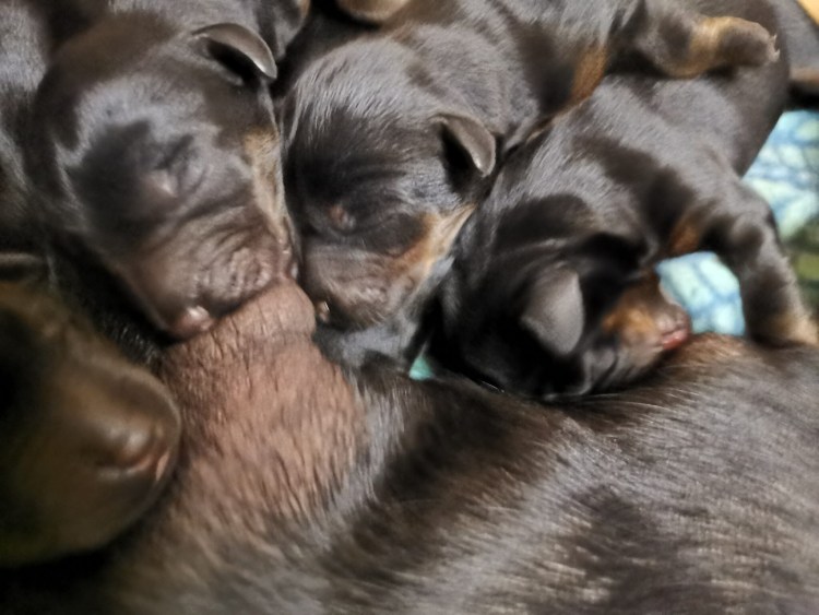 Новорожденный Доберман белый