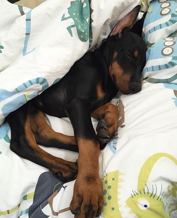 Доберман фото щенки