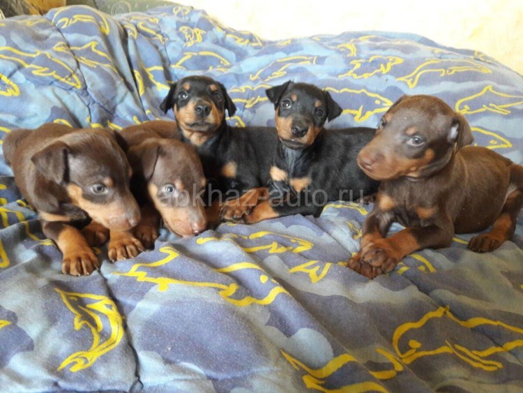 Беременность ротвейлера