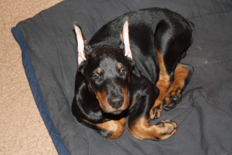 Доберман щенок новорожденный