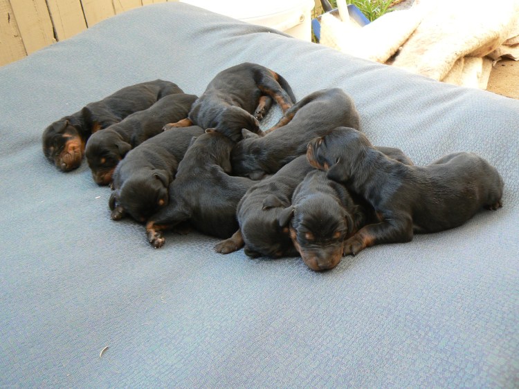 Новорождённые щенки добермана